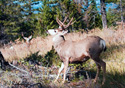 Odocoileus hemionus